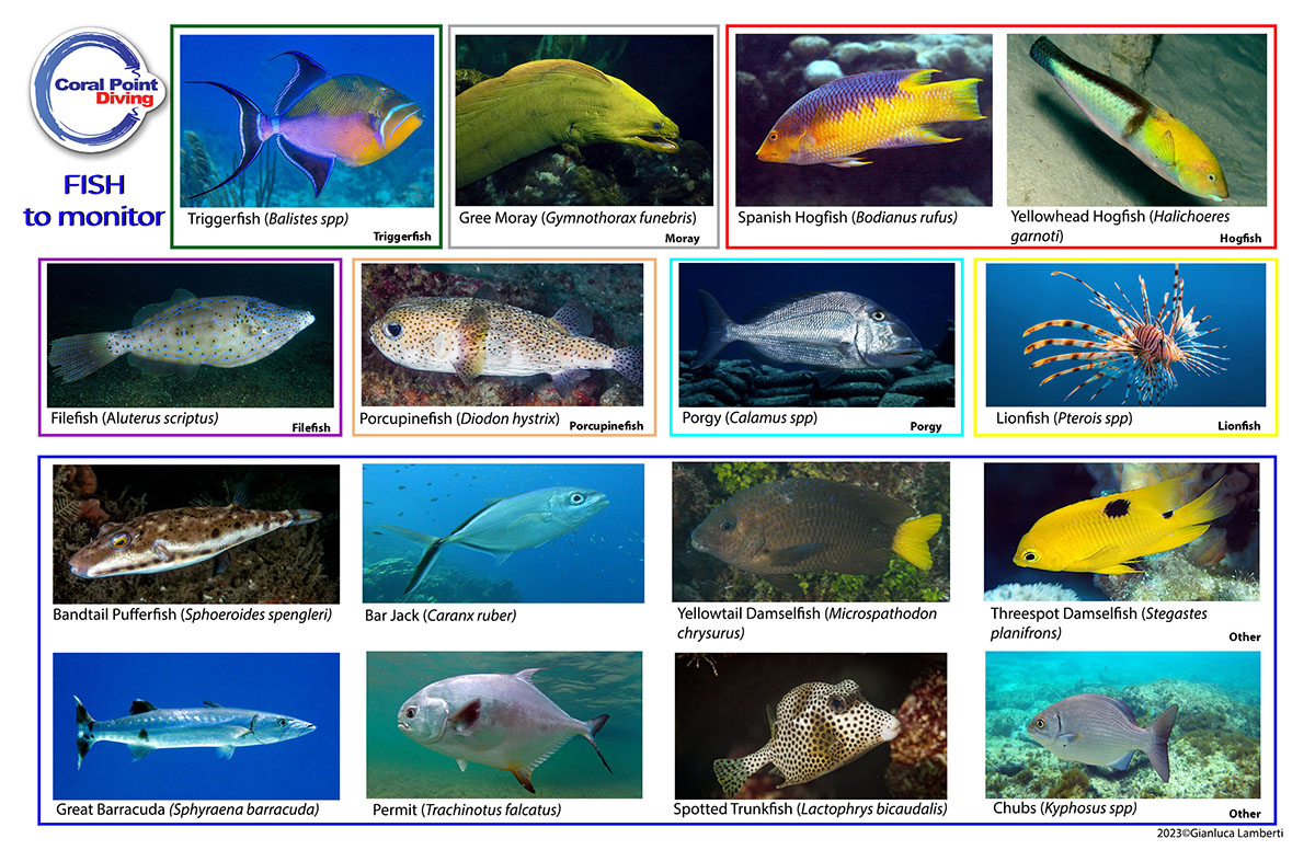 Image: Monitoring Chart Fish side B_bis.jpg